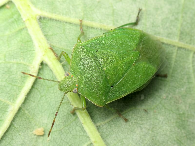 Nezara viridula (Linnaeus, 1758)